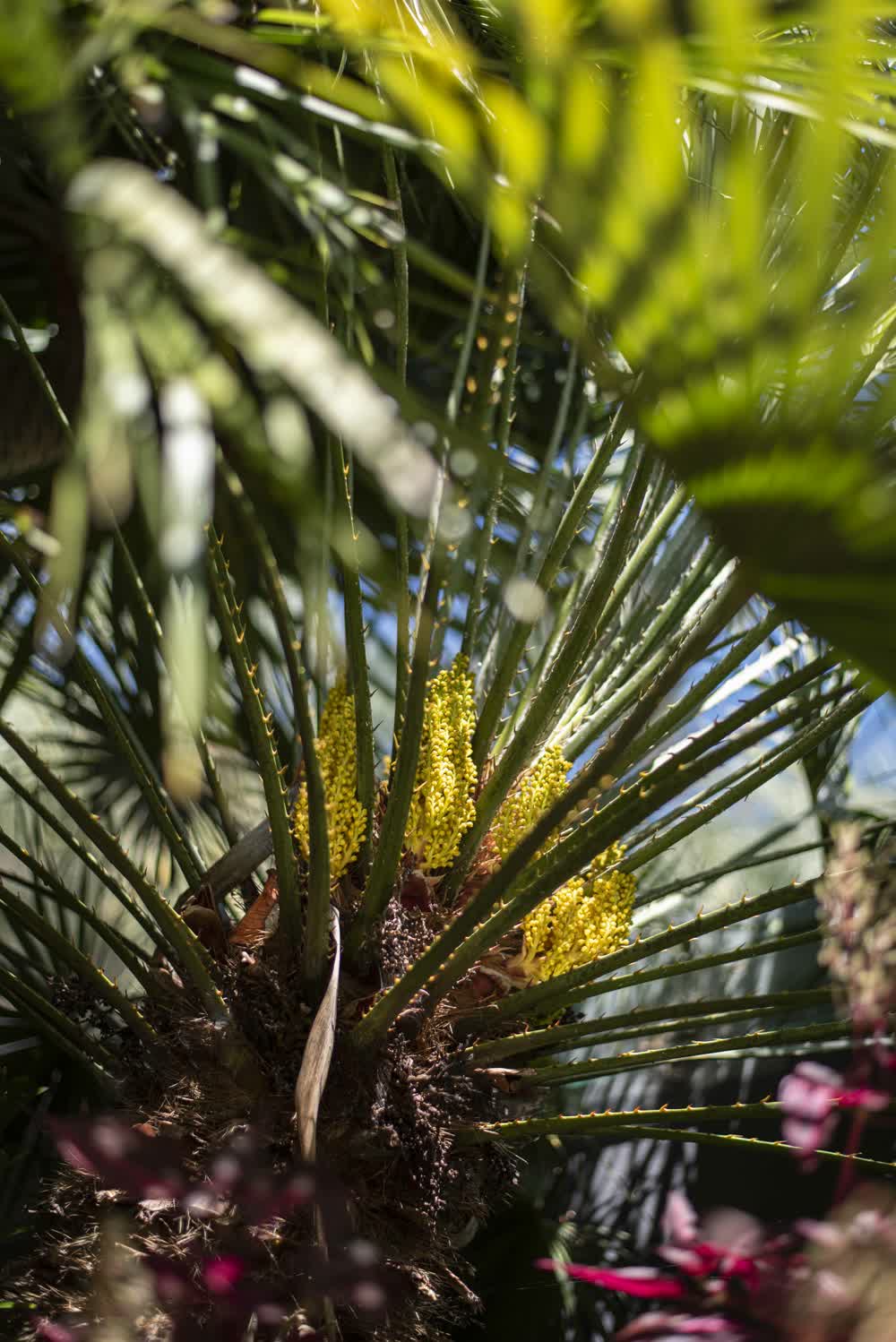 Close-up of European fan palm fronds